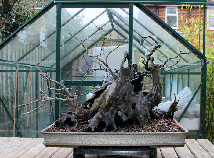 Crab Apple Bonsai Carving and Styling